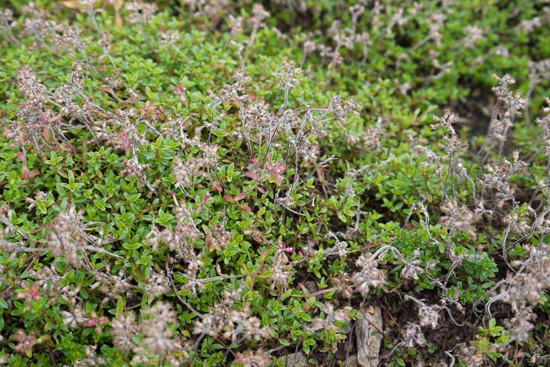 Thymus serpyllum, Sandthymian