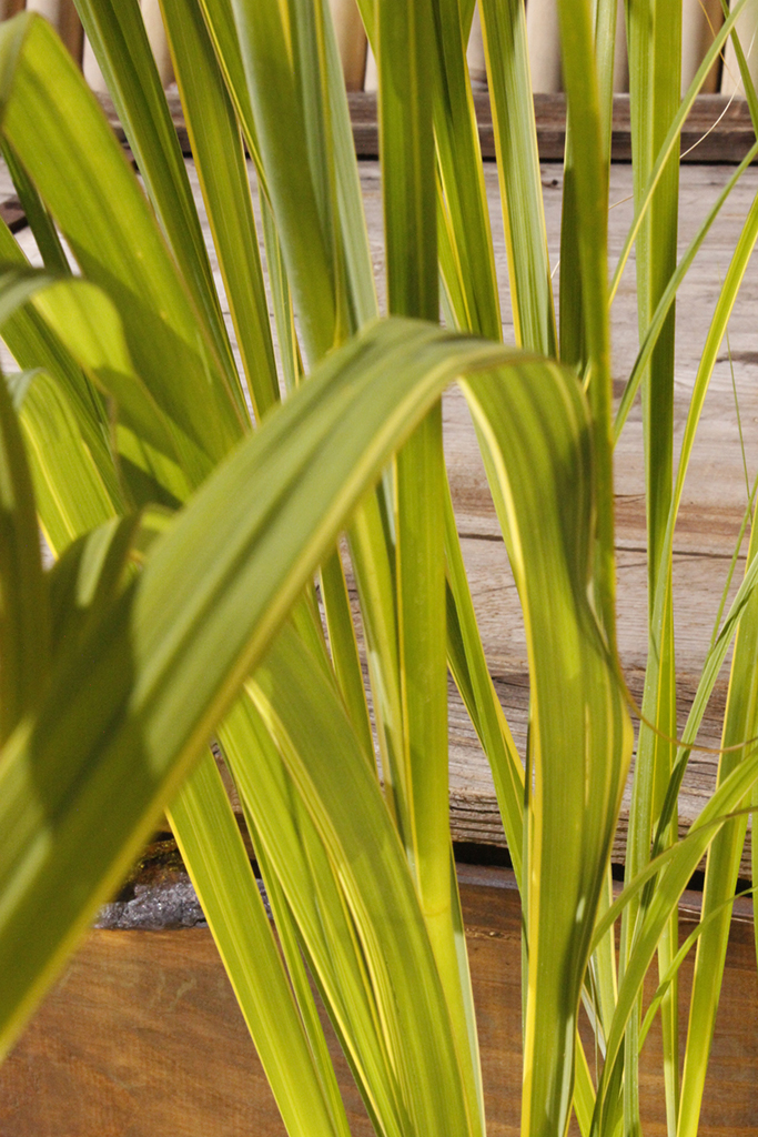 Goldbandgras, Spartina pectinata aureomarginata