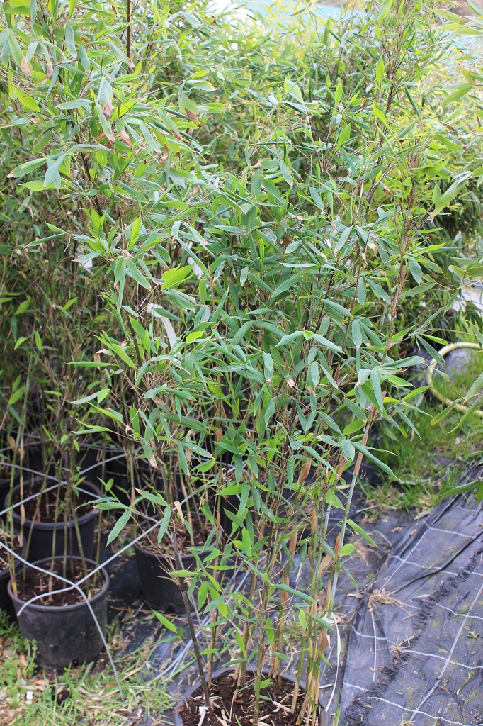 Aufrechter Gartenbambus, Fargesia nitida Aurora