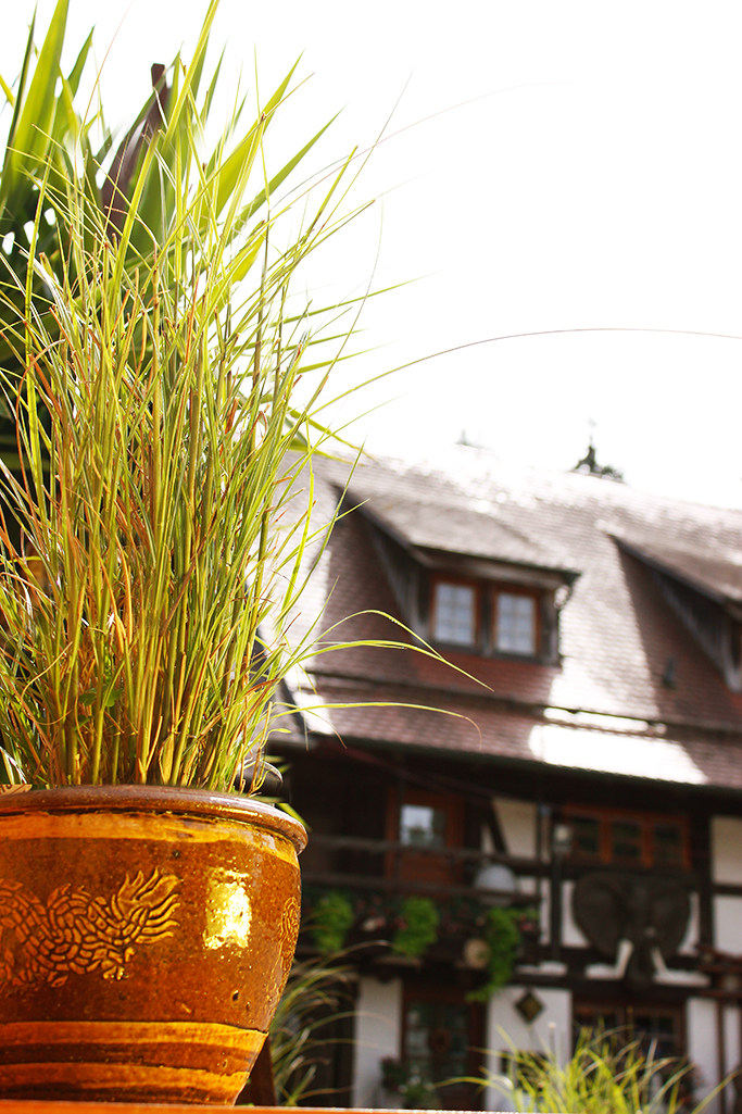 Gartenchinaschilf, Miscanthus sinensis Kleine Silberspinne