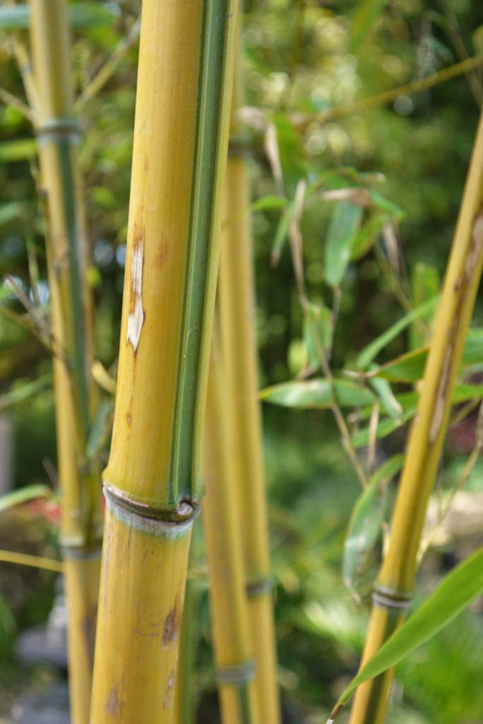 Zick -  Zack Bambus , Phyllostachys aureosulcata spectabilis