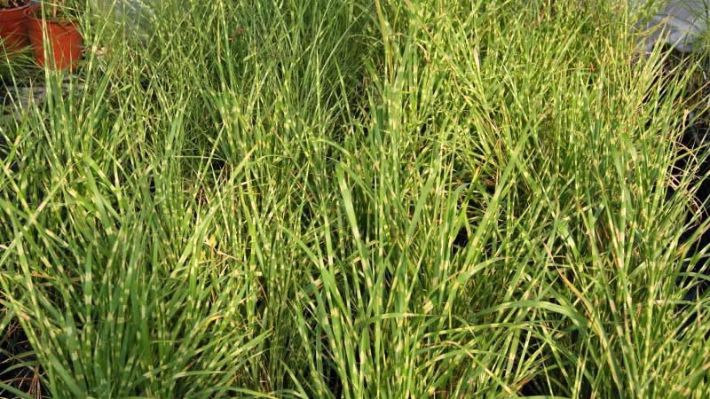 Zebra-Chinaschilf, Miscanthus sinensis Zebrinus