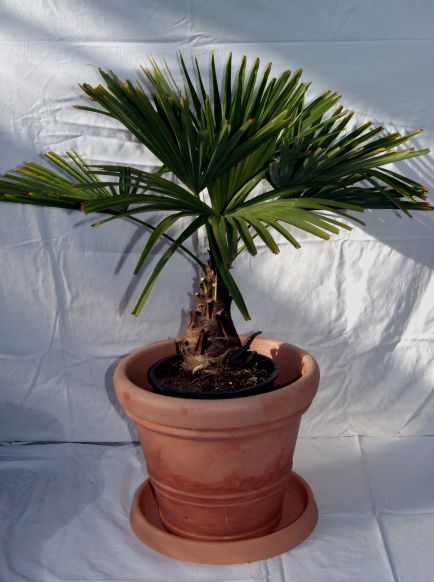 Winterharte Hanfpalme, Trachycarpus fortunei