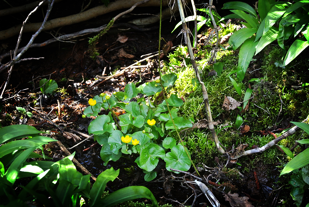 Caltha palustris, Sumpfdotterblume