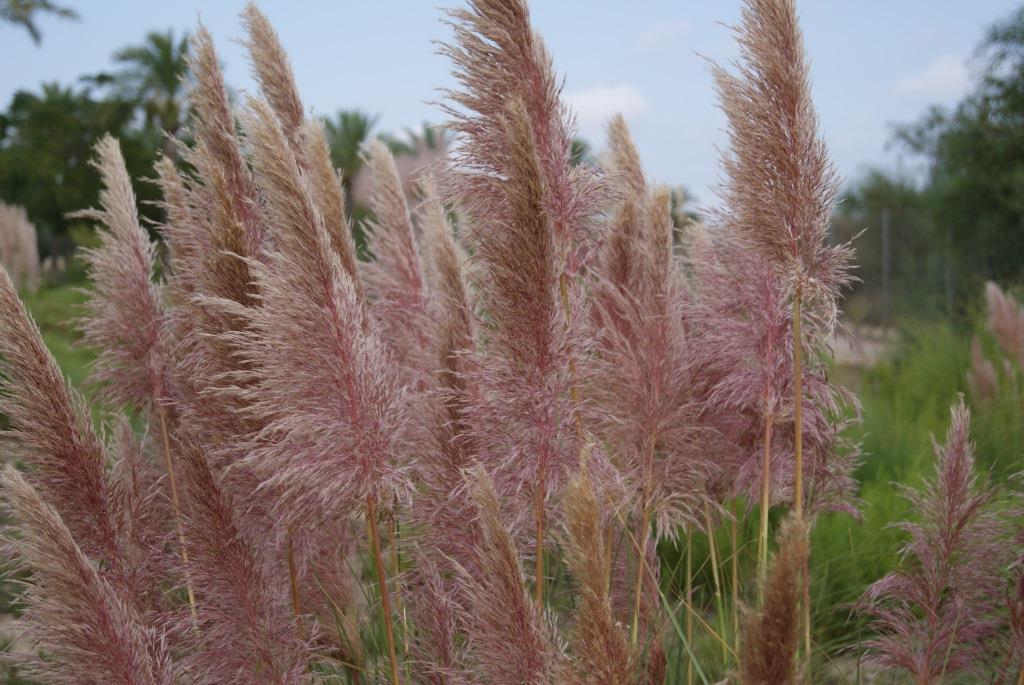 Pampasgras Rosafeder, Cortaderia selloana Rosafeder