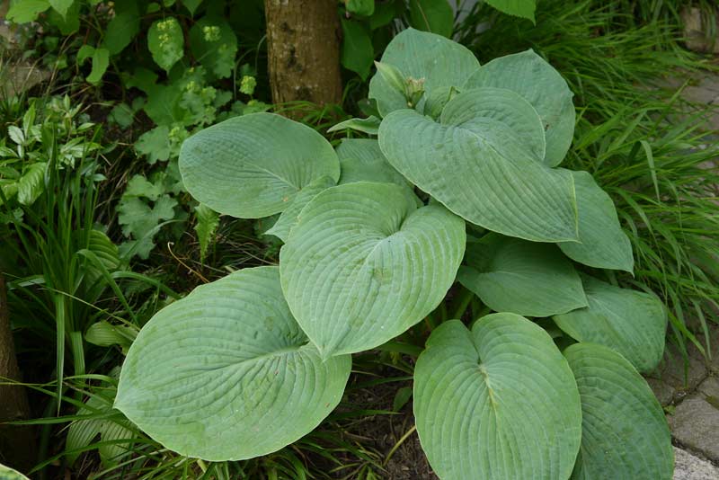 Große Graublatt-Funkie, Hosta nigrescens Krossa Regal