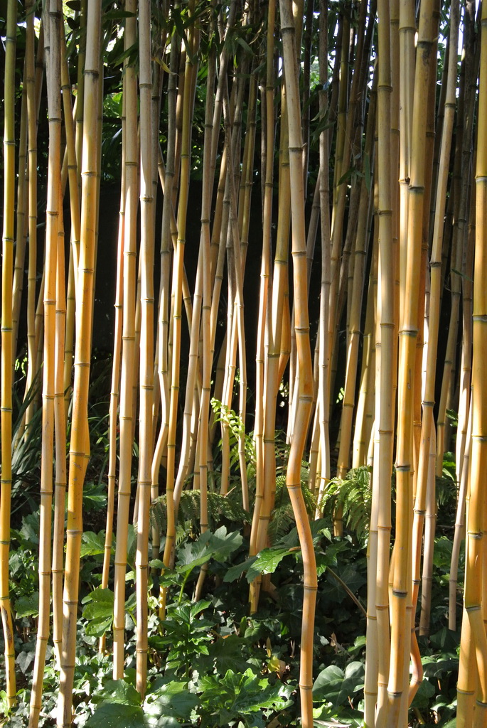 Goldener Peking Bambus, Phyllostachys aureosulcata Aureocaulis