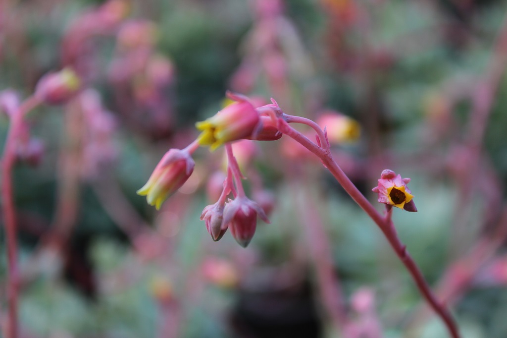 Echeveria, Fettblattrosette in 2 Sorten