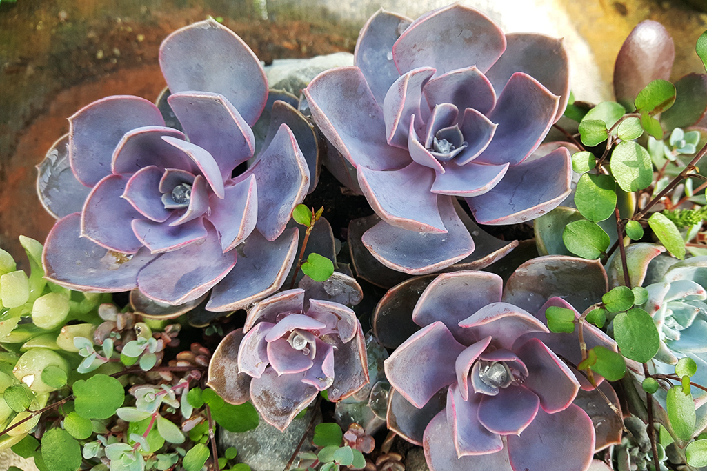 Echeveria, Fettblattrosette in 2 Sorten