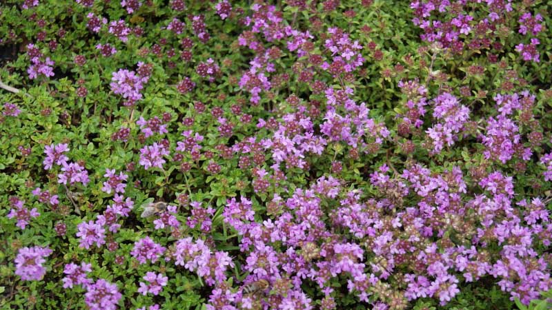 Thymus serpyllum, Sandthymian