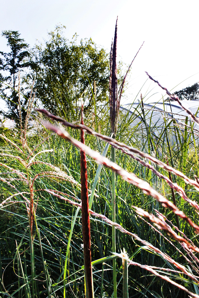 Chinaschilf Ferner Osten, Miscanthus sinensis Ferner Osten