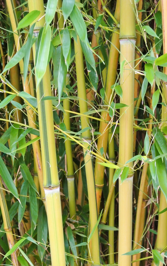 Zick -  Zack Bambus , Phyllostachys aureosulcata spectabilis