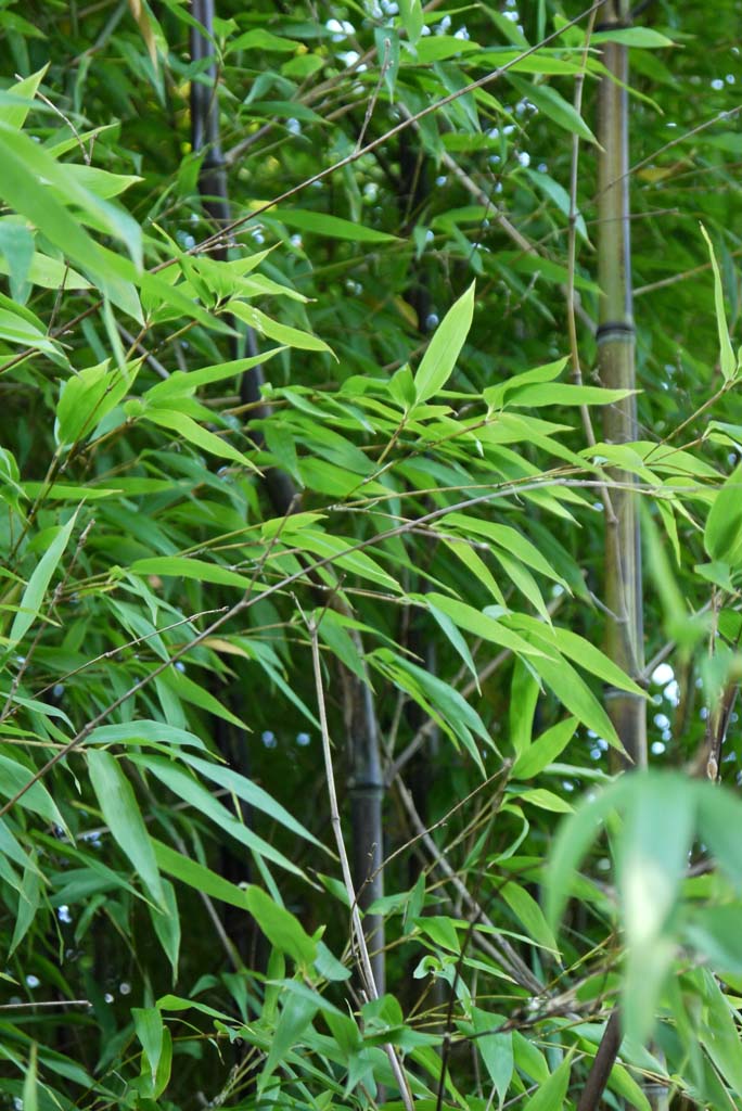 Schwarzer Bambus, Phyllostachys nigra