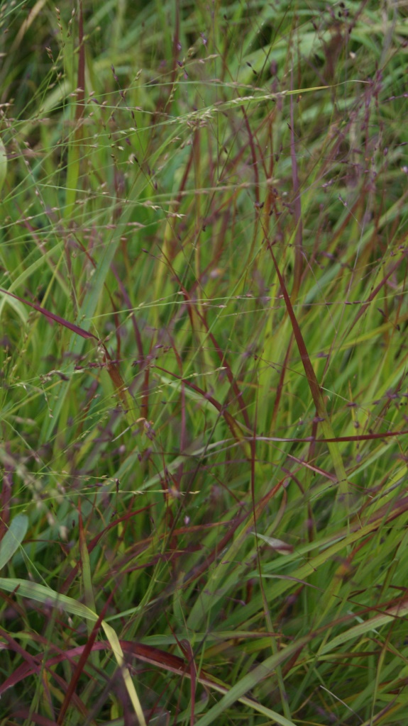 Rutenhirse, Panicum virgatum Rehbraun