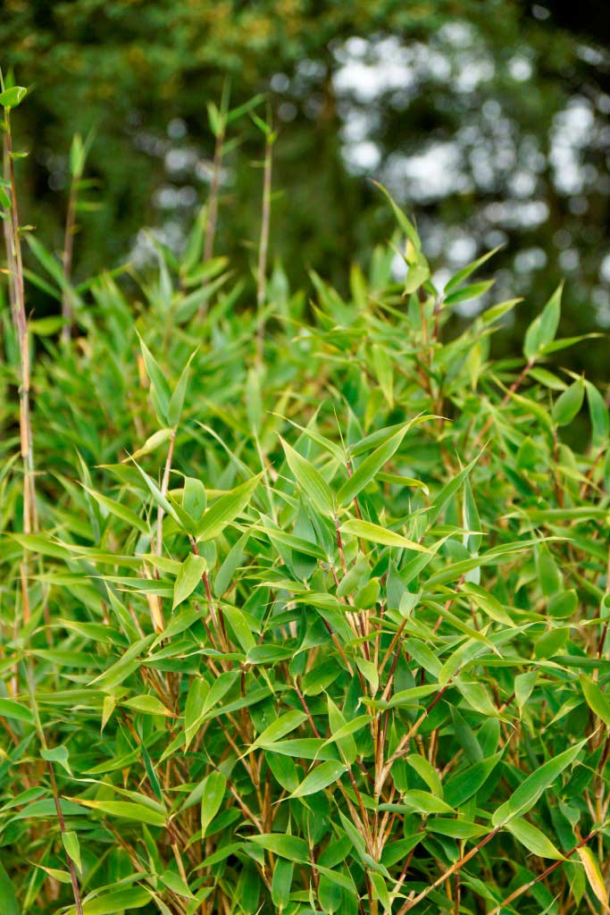 Blauer Drachenschuppenbambus, Fargesia species Blue Lizard ®