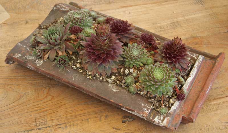 Dachwurz, Sempervivum in Sorten