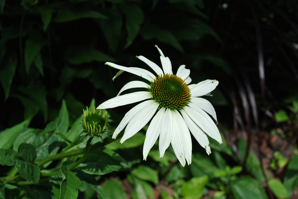 Sonnenhut, Echinacea purpurea in Sorten