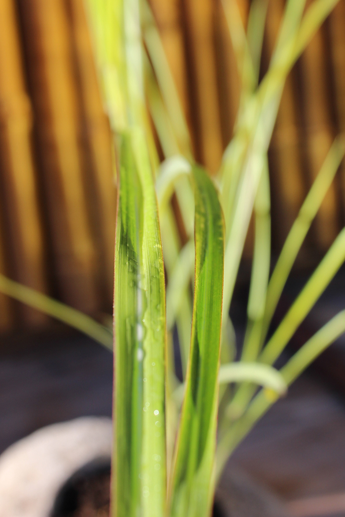 Goldbandgras, Spartina pectinata aureomarginata