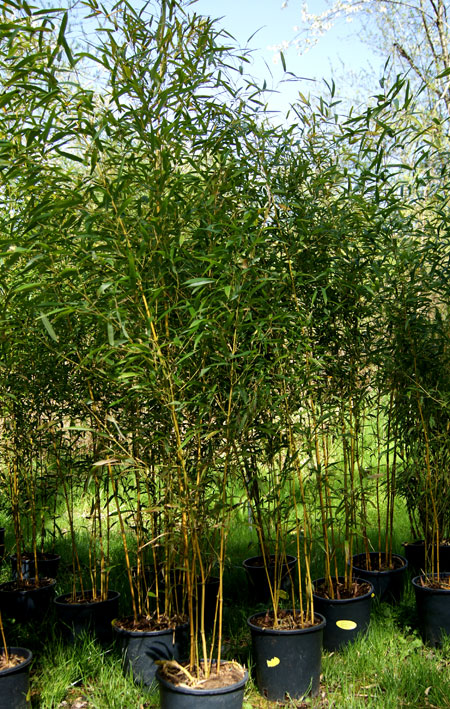 Grüner Bambus, Phyllostachys bissetii