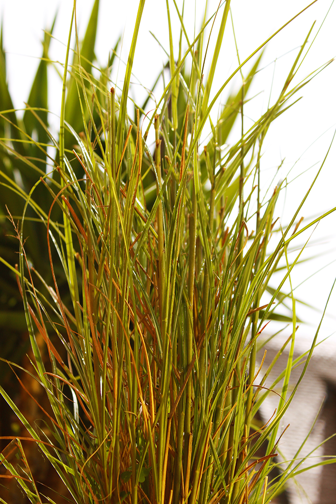 Gartenchinaschilf, Miscanthus sinensis Kleine Silberspinne