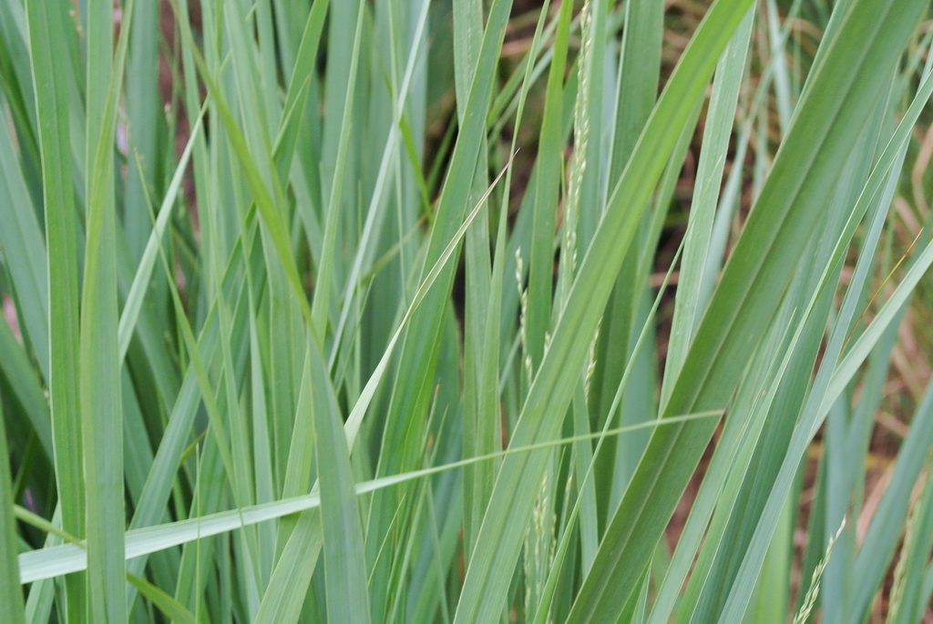 Riesen Rutenhirse, Panicum virgatum Nordwind