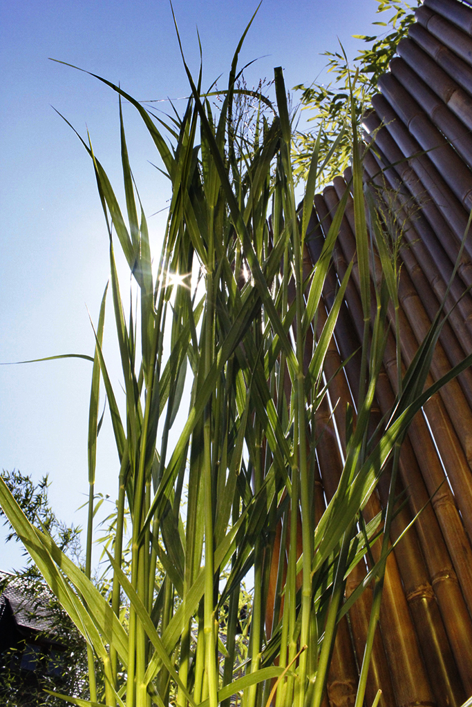 Riesen Rutenhirse, Panicum virgatum Nordwind