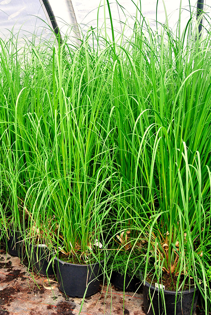 Kompaktes Pampasgras Pumila, Cortaderia selloana Pumila