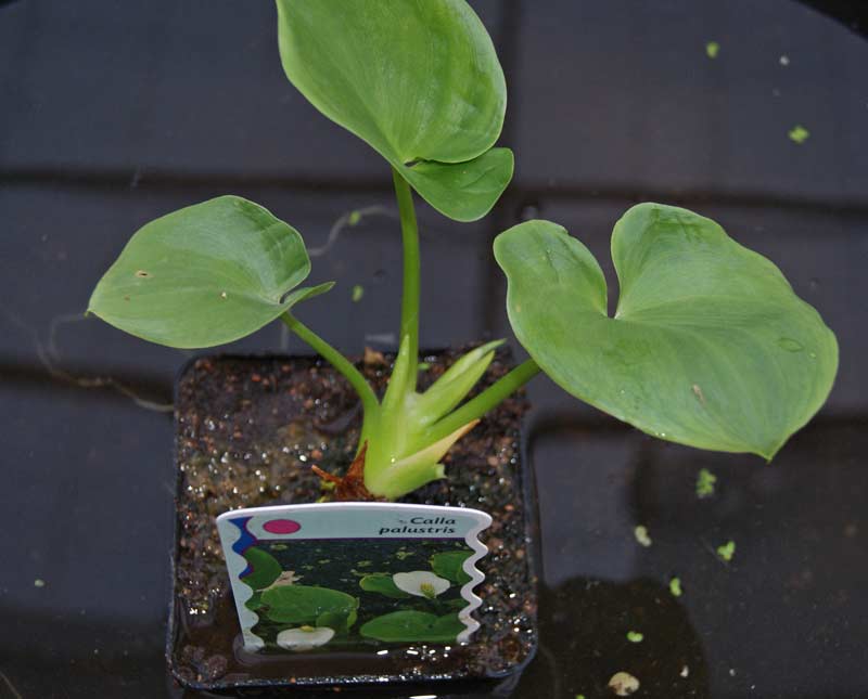 Calla palustris, Sumpfcalla