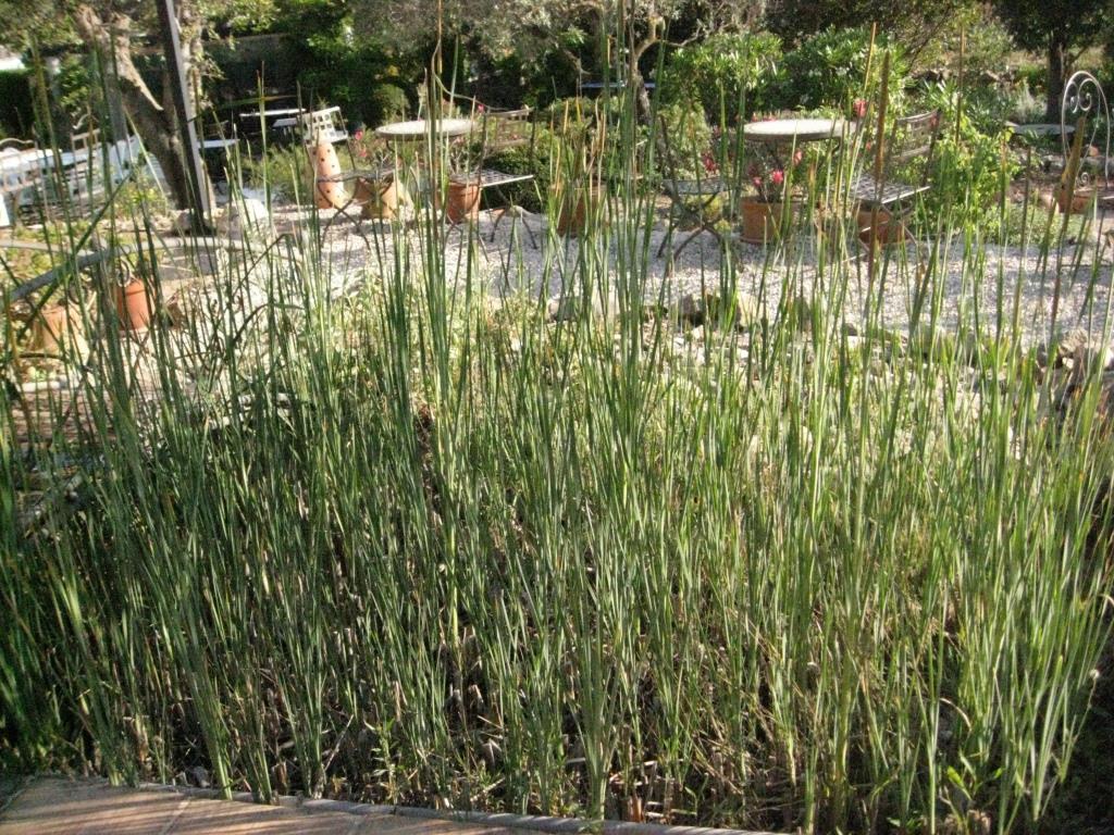 Typha angustifolia, Schmalblättriger Rohrkolben