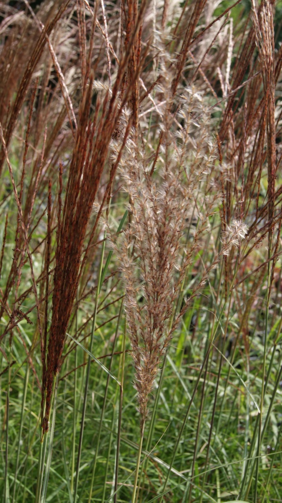 Chinaschilf Ferner Osten, Miscanthus sinensis Ferner Osten