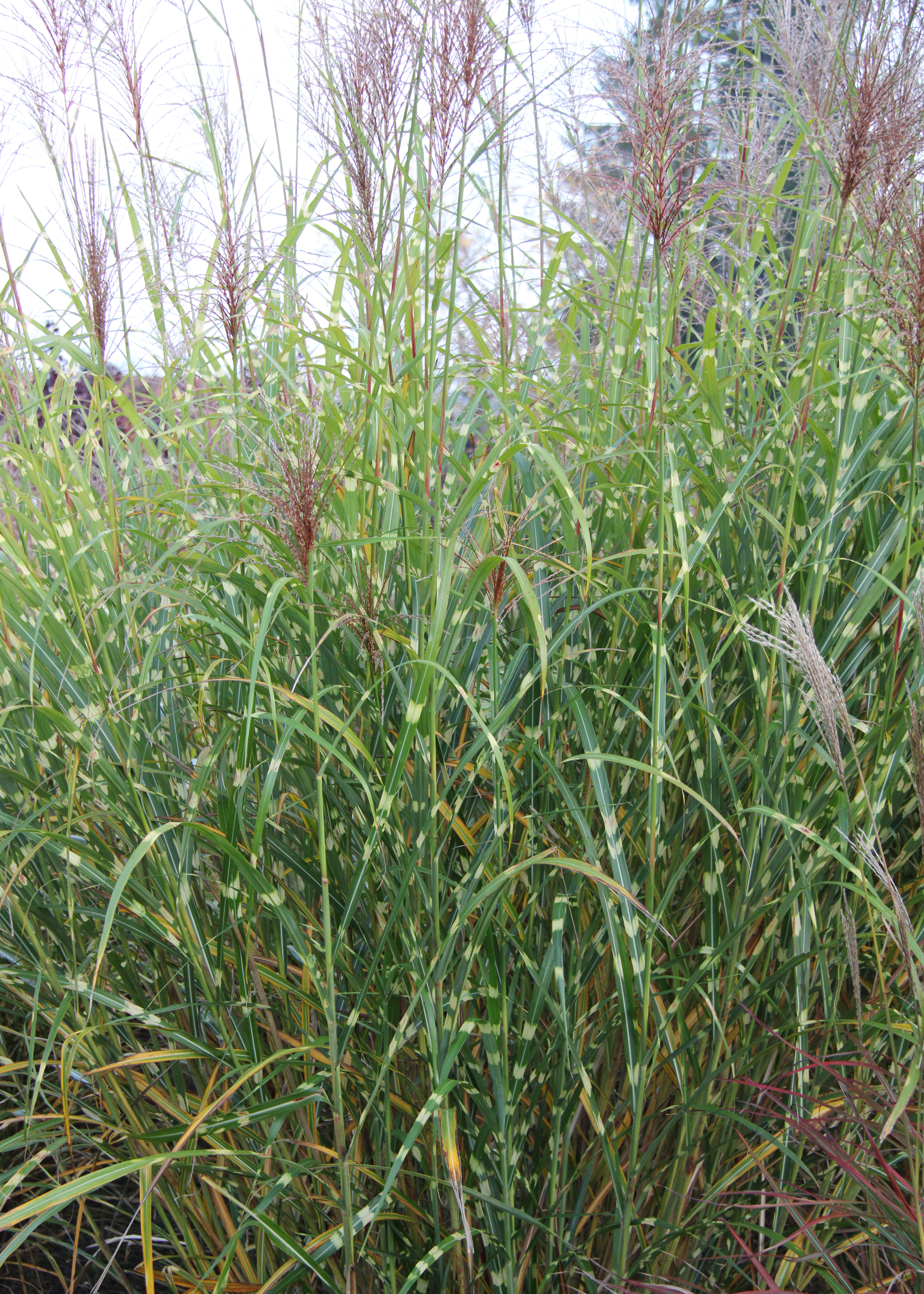 Zebra-Chinaschilf, Miscanthus sinensis Zebrinus