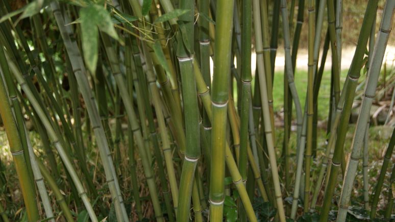 Grüner Bambus, Phyllostachys bissetii