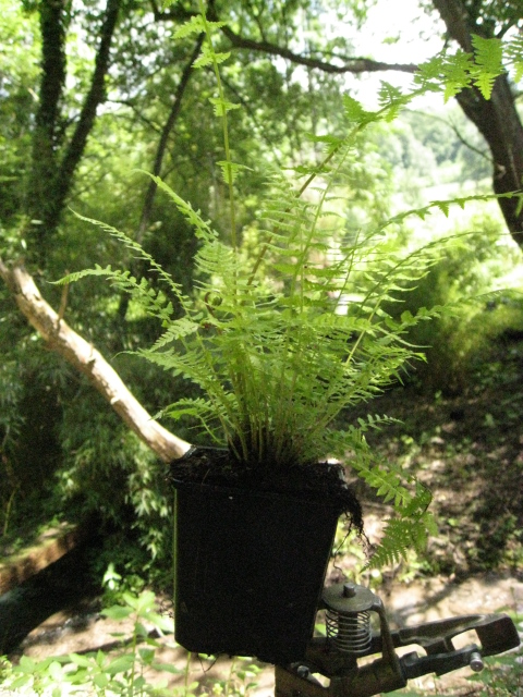 Wurmfarn, Dryopteris filix-mas