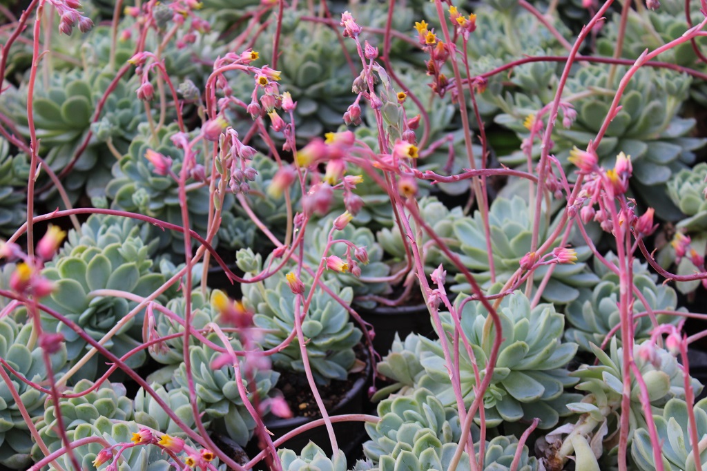 Echeveria, Fettblattrosette in 2 Sorten