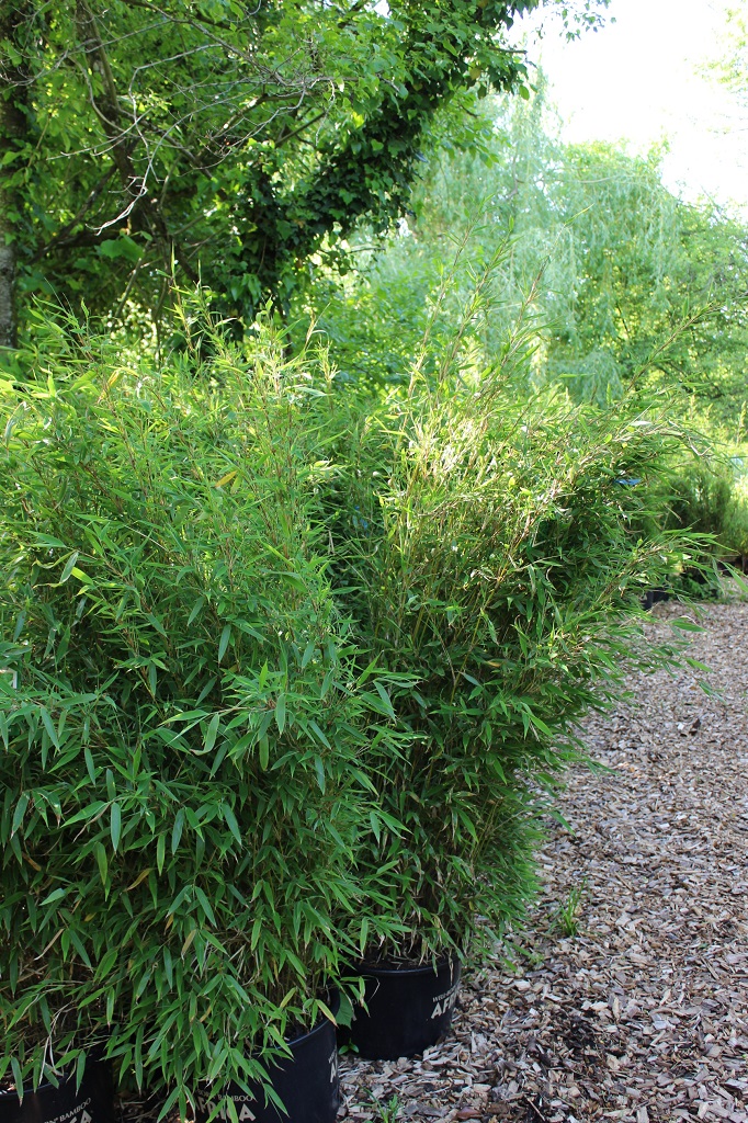 Grasgrüner Mähnenbambus, Fargesia Green Lion ®