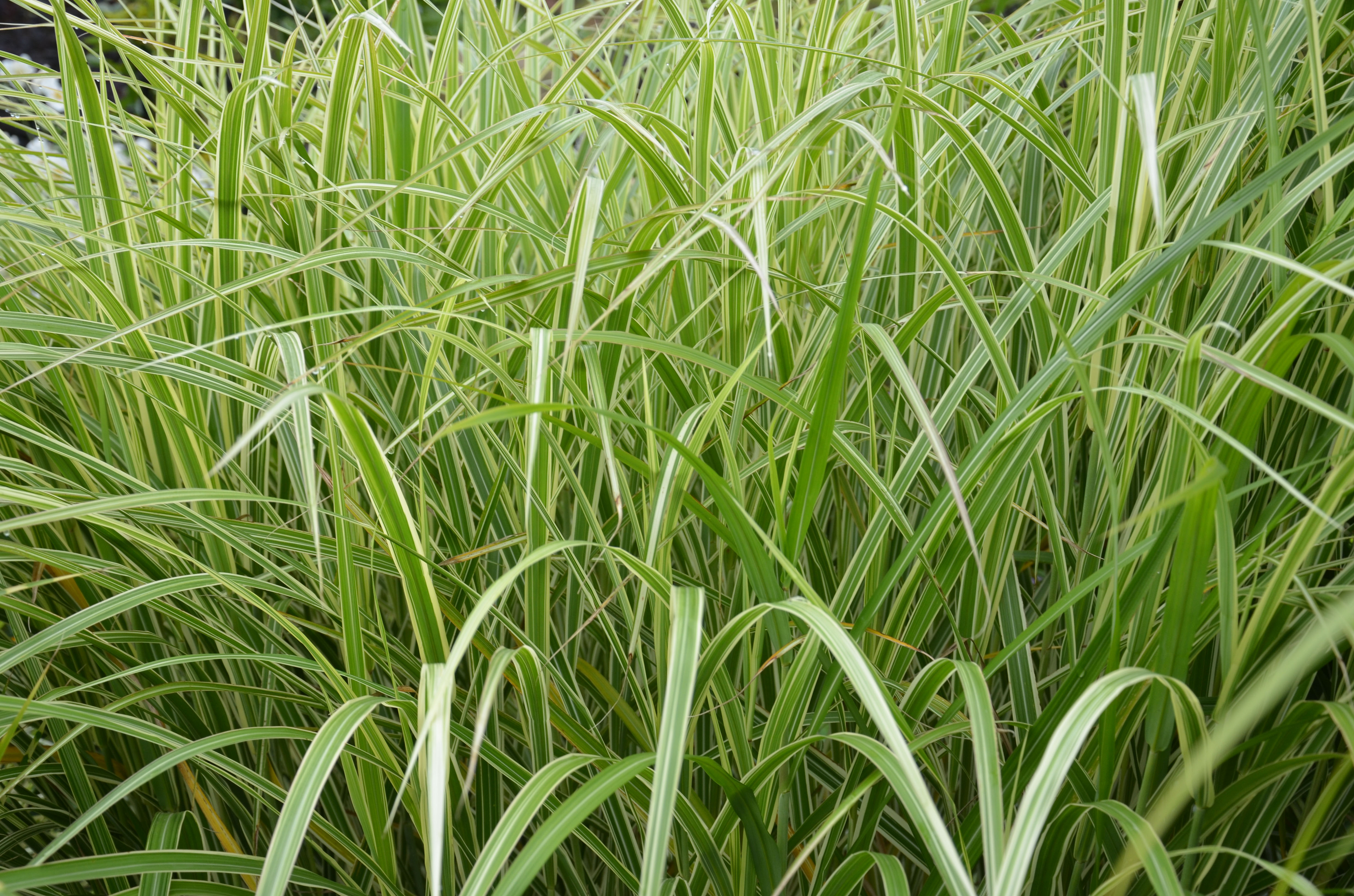 Weißbuntes Chinaschilf, Miscanthus sinensis Variegatus