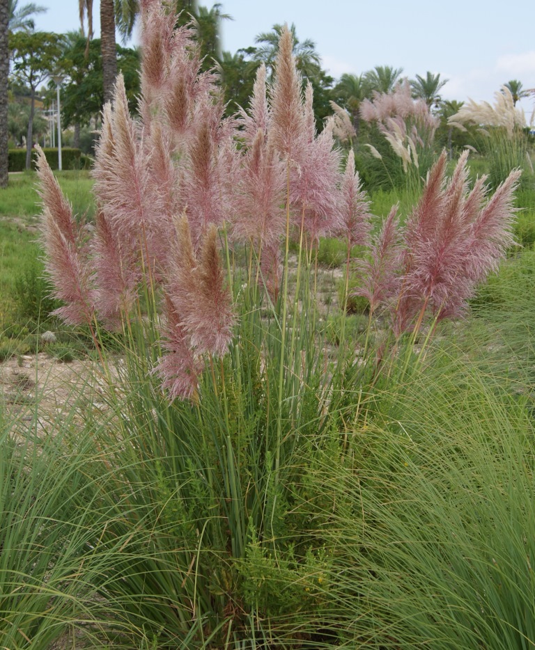 Pampasgras Rosafeder, Cortaderia selloana Rosafeder