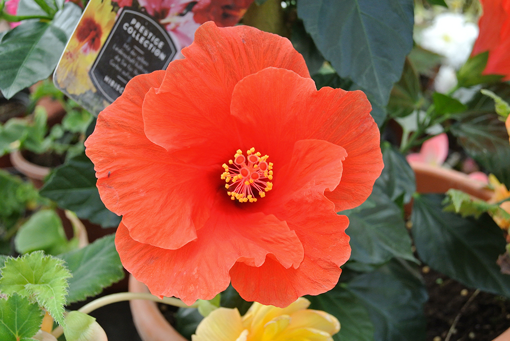 Hibiscus rosa-sinensis, Roseneibisch