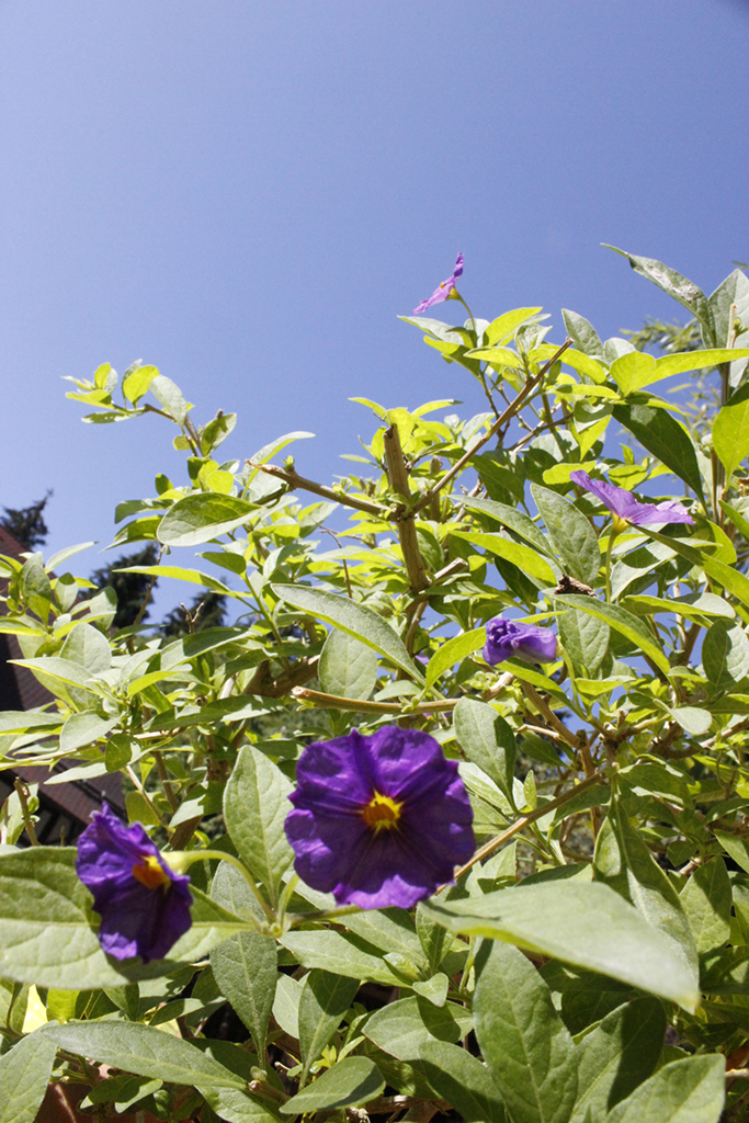 Solanum rantonnetii - Enzianstrauch