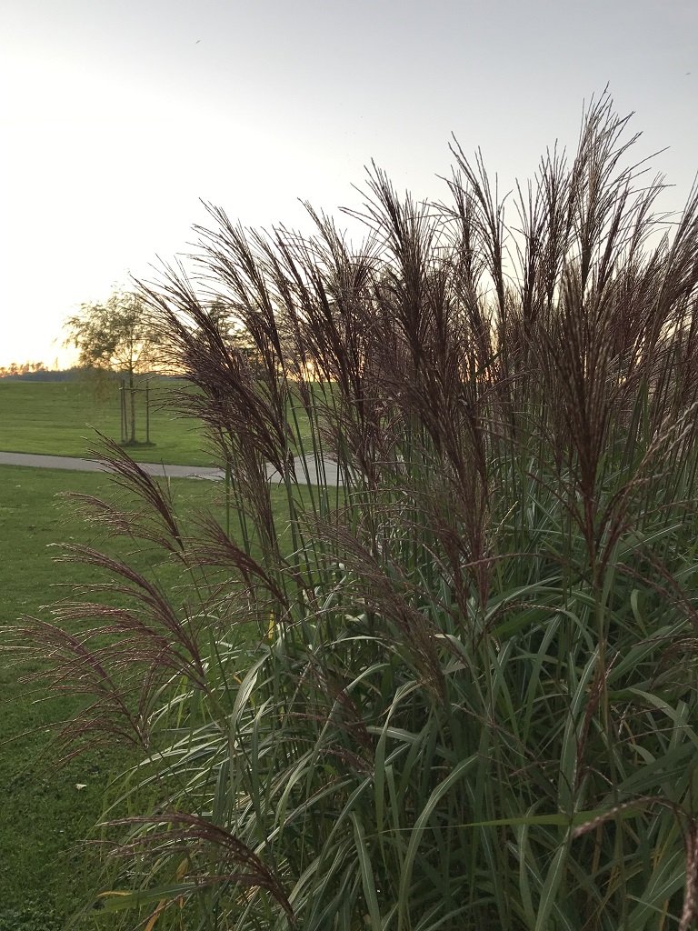 Chinaschilf Ferner Osten, Miscanthus sinensis Ferner Osten