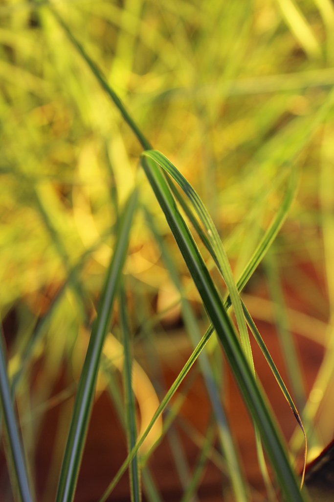 Halbhohes Chinaschilf - Miscanthus yakushima dwarf