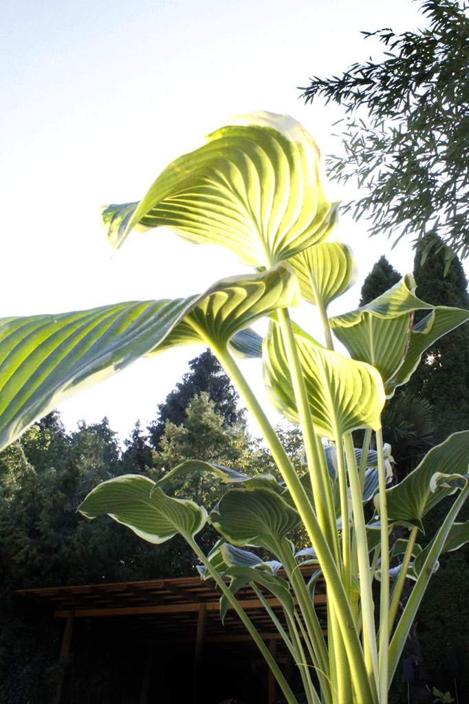 Hyazinthen-Funkie - Hosta fortunei Hyacinthina