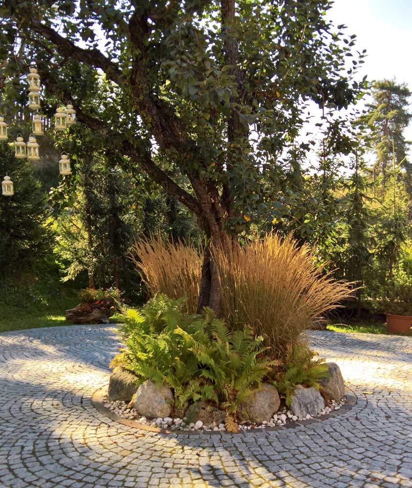 Reitgras, Calamagrostis x acutiflora Karl Förster