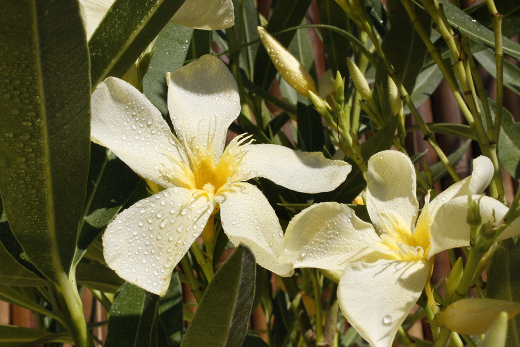 Oleander, Nerium oleander