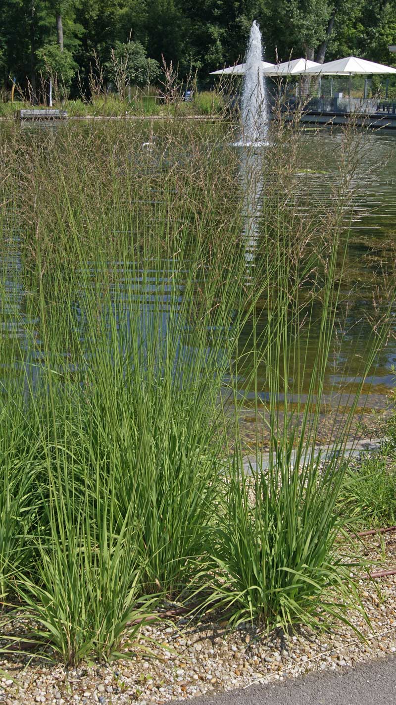 Reitgras, Calamagrostis x acutiflora Karl Förster