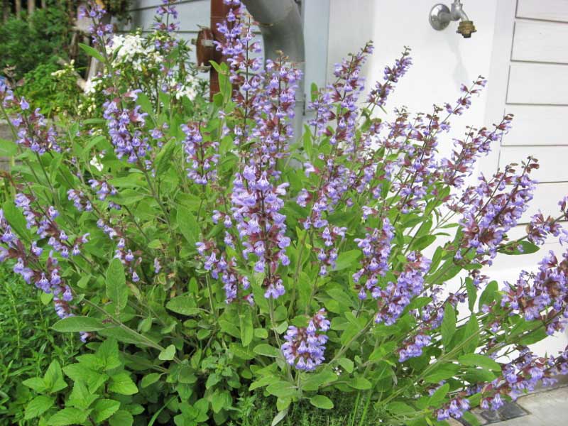 Küchensalbei, Salvia officinalis