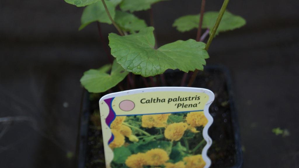 Caltha palustris, Sumpfdotterblume