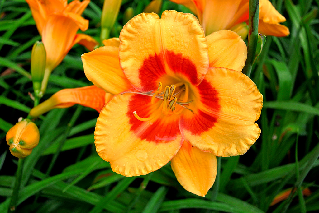 Taglilie, Hemerocallis in Sorten