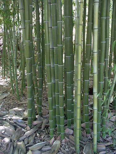 Goldhaar Bambus, Phyllostachys nigra Henonis