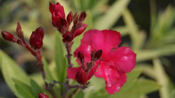 Oleander, Nerium oleander